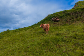 A single tan cow stands on a steep grassy hillside in Madeira, looking toward the camera. Rolling slopes and rugged terrain frame the lone subject under thick clouds.