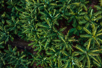 Dense rows of banana plants form starburst patterns on Madeira Island terraces. Harsh side light in late afternoon casts shadows across leaves and irrigation channels.