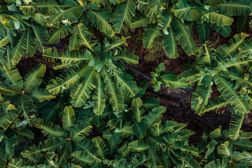 Dense rows of banana plants fill the frame on Madeira Island, Portugal, broad ribbed leaves form layered greens over dark soil in midday light during warm season.