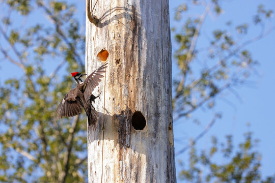 Pileated Woodpecker bird