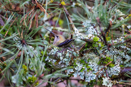 Anna's hummingbird nest