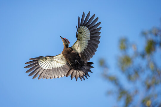 Pileated Woodpecker bird