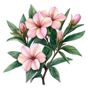 Oleander Flower, watercolor illustration vector, isolated on a white background.