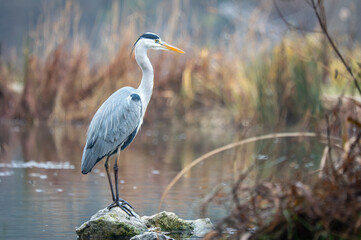 Grey heron standing on rock in wetland habitat