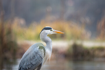 Grey heron portrait standing in calm wetland environment