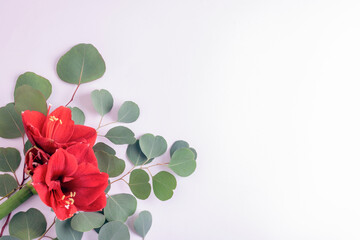 Red amaryllis flowers with eucalyptus leaves on white background. Elegant floral composition with copy space for design and greeting cards