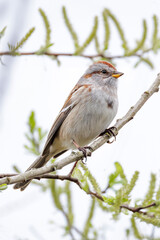 American tree sparrow