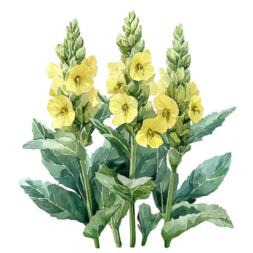 watercolor of Mullein Flower, vector, isolated on a white background.