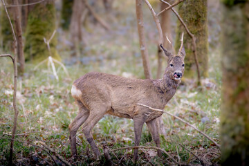 Rehbock im Wald