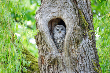 Barred Owl