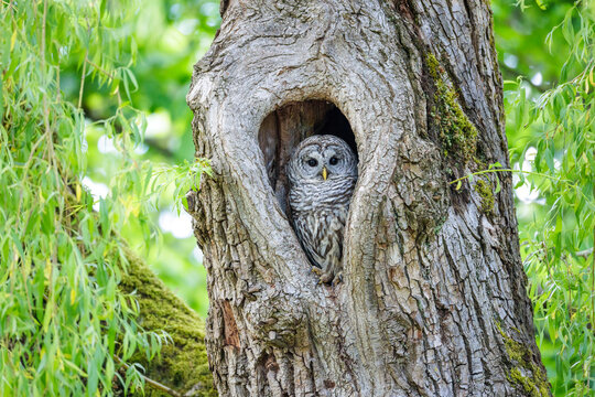 Barred Owl