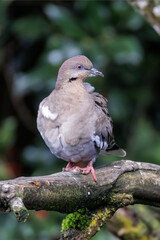 White-winged dove