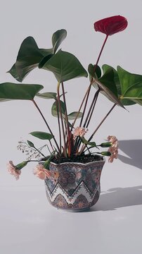A potted anthurium plant featuring broad green leaves, a single red bloom, soft dried florals, and a decorative ceramic pot resting in bright natural light.