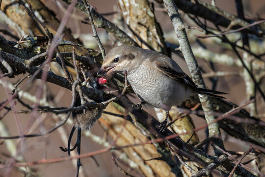 Northern shrike bird