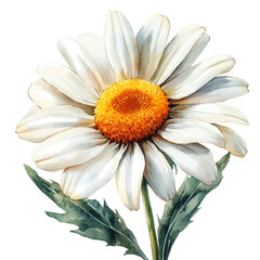 Naklejka premium Marguerite Daisy Flower, watercolor clipart vector, isolated on a white background.