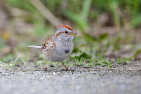 American tree sparrow