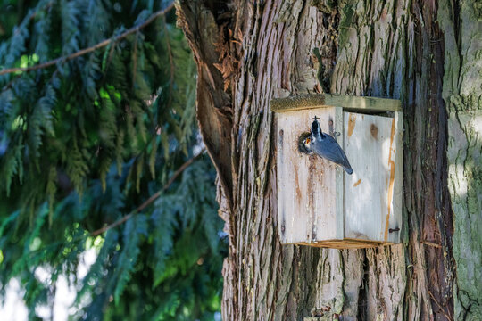 Red breasted nuthatch bird