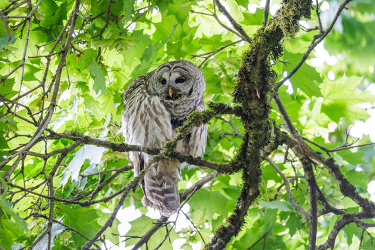 Barred Owl