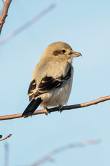 Northern shrike bird
