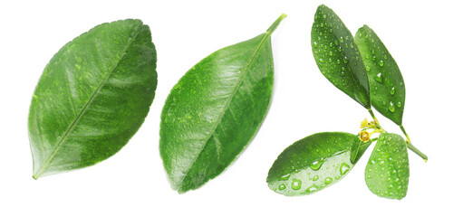 Green leaves of citrus plant isolated on white, set