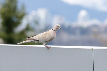 Eurasian collared dove