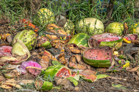 Close-up of spoiled and decaying watermelon and assorted fruit remnants, discarded on the ground amidst dry leaves and weeds in a rural area. - Powered by Adobe