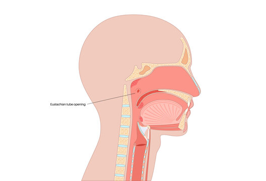 Eustachian tube poster