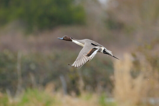 Northern pintail duck