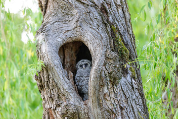 Barred Owlet