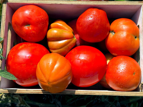Tomatoes fresh ripe vegetables picked in the garden. - Powered by Adobe