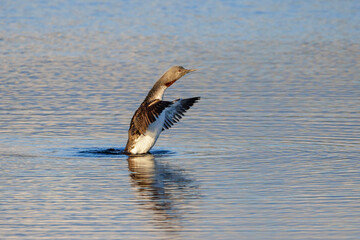 Fototapeta premium Red-throated loon