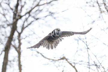 Northern hawk owl