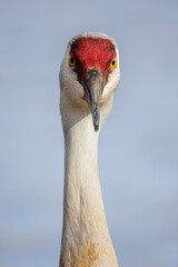 Obraz premium Sandhill crane