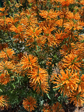 Colorful blooming leonotis leonurus, wild dagga, lion's ear plants
