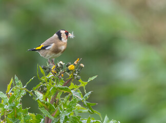 Small birds like warblers, wrens, goldfinches, etc. on a rainy morning!