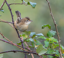 Small birds like warblers, wrens, goldfinches, etc. on a rainy morning!