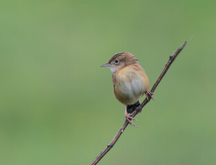 Small birds like warblers, wrens, goldfinches, etc. on a rainy morning!