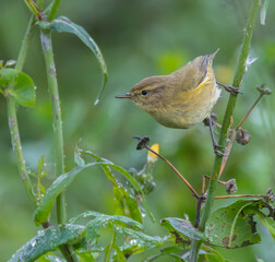 Small birds like warblers, wrens, goldfinches, etc. on a rainy morning!