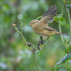 Small birds like warblers, wrens, goldfinches, etc. on a rainy morning!