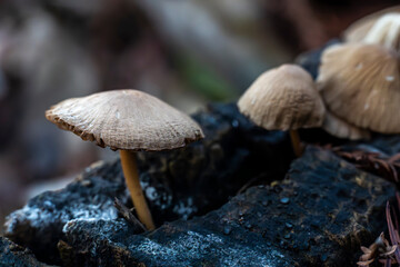 Macro close-up of brown wild mushrooms growing in nature. Detailed textures and earthy tones captured with shallow depth of field.