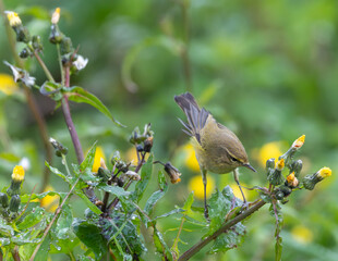 Small birds like warblers, wrens, goldfinches, etc. on a rainy morning!