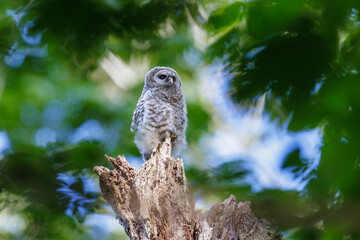 Barred Owlet