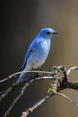 Mountain bluebird
