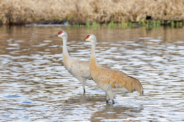 Obraz premium Sandhill crane