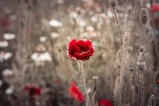 Delicate red poppy flower in a field. Symbolic picture of World War 1 for Remembrance day.