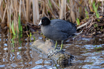 American coot