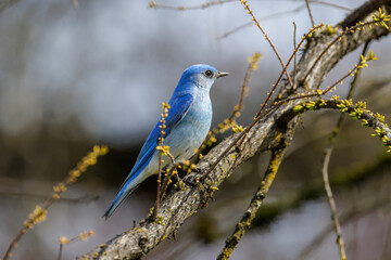 Mountain bluebird