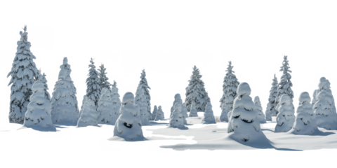 Pine trees covered with snow on frosty evening. Beautiful winter panorama 
