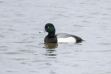Greater Scaup duck