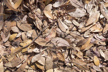秋に積もる桜の落ち葉 背景テクスチャ
